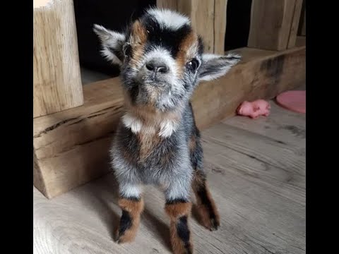 Видео: 🐕 Смешное видео с животными для отличного настроения! 🐈 Улыбнитесь! 😺