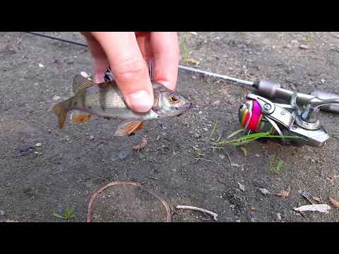 Видео: МОРМОСПИННИНГ НА ЗАМУСОРЕННОЙ РЕКЕ. Мормышинг летом на микроречке. Dayo Nano Predator.