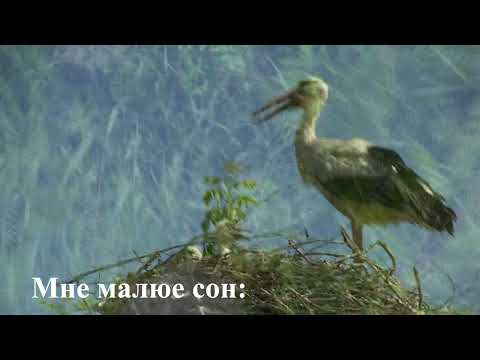 Видео: Полонез Огинского ("Песняры", на 4-х языках)