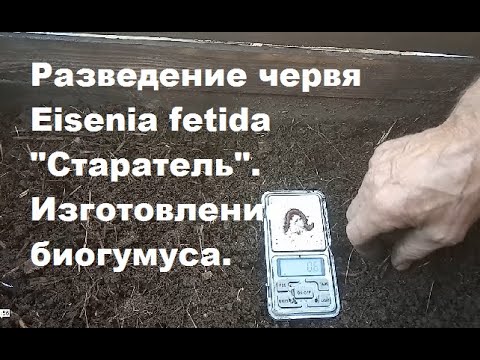 Видео: БН 3 Черви Eisenia fetida "Старатель" с чего я начал.
