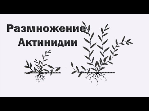 Видео: Как размножить Актинидию. Формирование отводка.