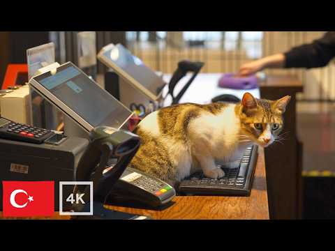 Видео: 3 ЧАСА Расслабляющие стамбульские коты [4K]