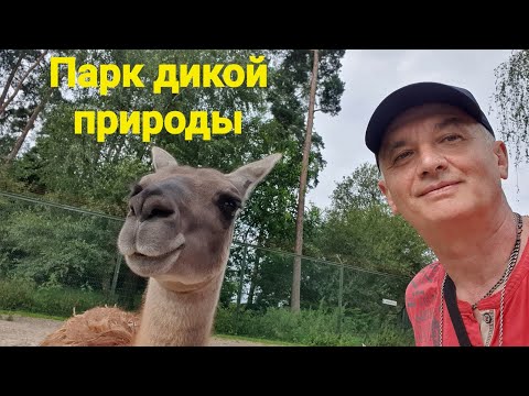 Видео: Парк дикой природы 🦌🐐🦙🦫