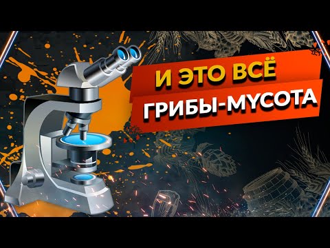 Видео: Дрожжи, Виды дрожжей и их строение - ч. 2