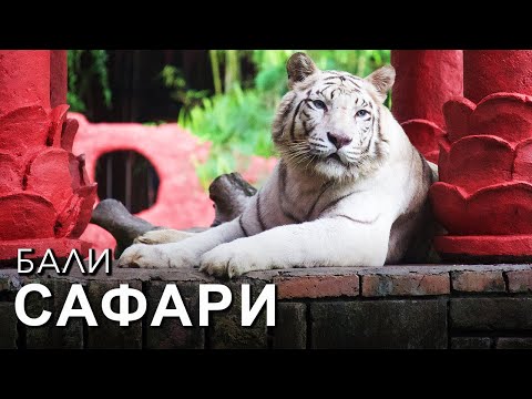 Видео: Бали Сафари! Сюда стоит ехать на весь день.