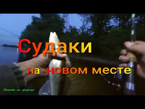 Видео: СУДАК НА ВОБЛЕР. ПРОВЕРЯЕМ НОВЫЕ ЛОКАЦИИ. #рыбалка #спиннинг #судак