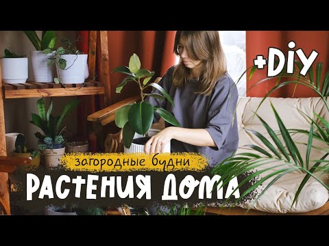 Видео: Пересаживаю мои комнатные растения + 2 diy-проекта!