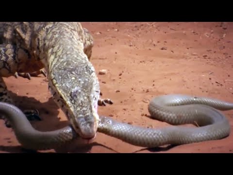 Видео: Этот ВАРАН пожирает Огромных Ядовитых ЗМЕЙ! Перенти — гигантский Король Пустыни!