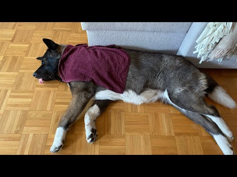 Видео: Уход за собакой в жаркое время года /тепловой удар или перегрев собаки