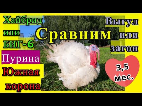 Видео: Индейка 14 недель. Хайбрид-Конвертер и БИГ - 6. Южная корона и Пурина. Веса и выгульное содержание