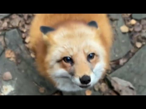 Видео: Алиса - лиса. Подбиваю Алису проведать Игниса, но у неё есть работа по участку #лисяо #лиса #fox