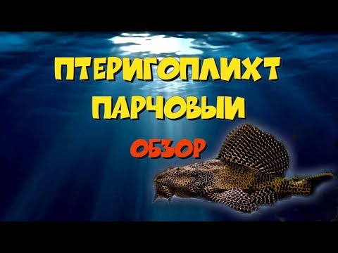 Видео: Птеригоплихт парчовый, сом леопардовый