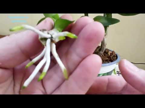 Видео: Как размножить дендрофаленопсис? Посадка.