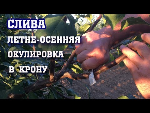 Видео: СЛИВА/летне-осенняя окулировка в крону