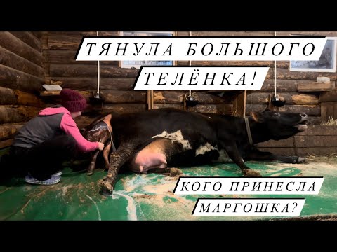 Видео: Завершающий отёл 2024г! Была буйная первотелка, а после второго отёла, так же?! Готовим паштеты!