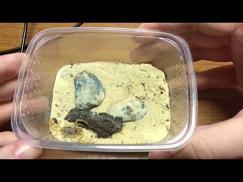 Видео: Скорпион leiurus quinquestriatus. Обзор на вид