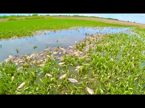 Видео: ЗАШЁЛ В ЛУЖУ И ОНА ЗАКИПЕЛА ОТ РЫБЫ ТАКОЕ РЕДКО УВИДИШЬ рыбалка