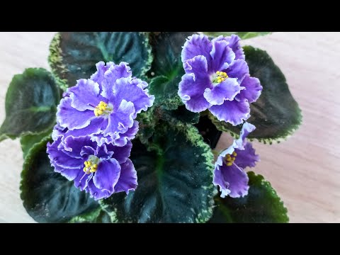Видео: ЦВЕТУЩИЕ ФИАЛКИ.😍 Царство сине - фиолетовых!😊 8.08.23//#Africanviolets