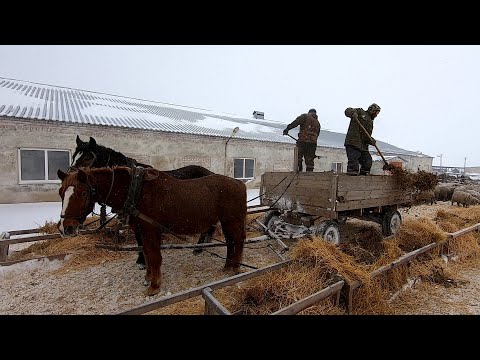 Видео: Овцеферма поселка Белозерный. Идет окот, обзор рабочего дня