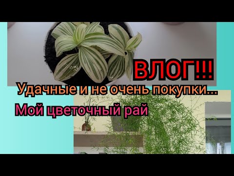 Видео: Влог! Удачные и не очень покупки&Цветочный рай