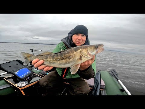 Видео: РЫБАЛКА В ГОЛОДНОЙ ЯМЕ! БЕШЕНЫЙ КЛЕВ СУДАКА И БЕРША. ОСЕННИЙ ЖОР 2025.