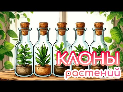 Видео: Клоны растений. Адаптация. Результат.