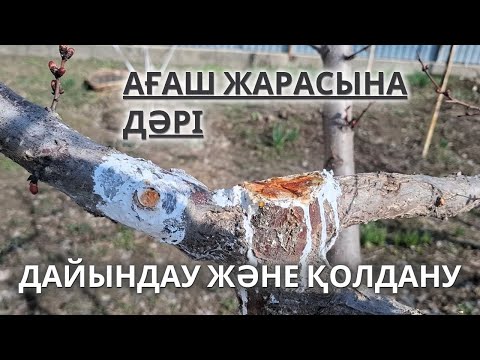 Видео: Жеміс Ағашы Жарасына ДӘРІ ДАЙЫНДАУ және ҚОЛДАНУ