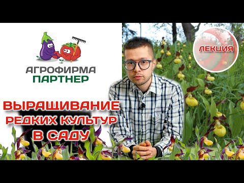 Видео: Выращивание редких культур в саду. Модный тренд – садовые орхидеи.