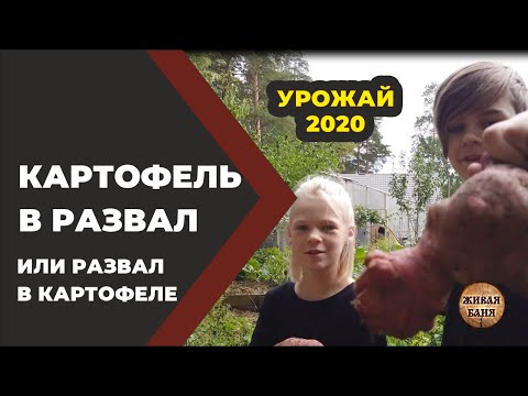 Видео: Урожай 2020 в имении Живая Баня у Ивана. //Живая Баня Иван Бояринцев