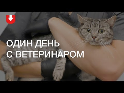 Видео: Блог ветеринара | Один день в ветклинике