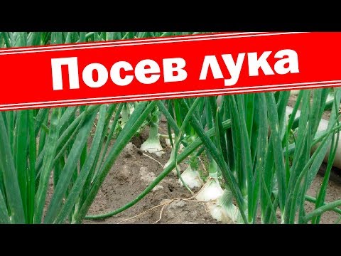 Видео: Посев чернушки на головку и зелень