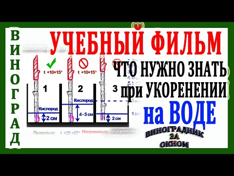 Видео: 🍇 Укоренение черенков винограда на воде. Вся теориия 100% мощного укорения черенков винограда.