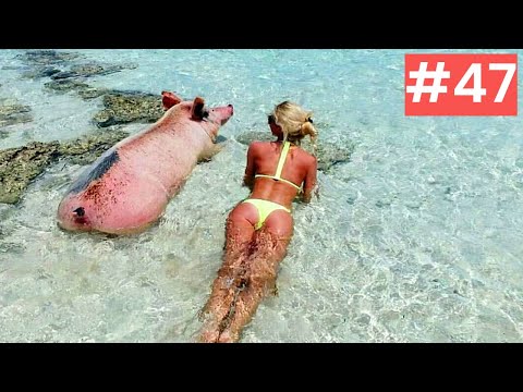 Видео: Я ржал до слез 😂 20 Минут смеха 2025 Смешные видео Приколы с животными!Подборка #47