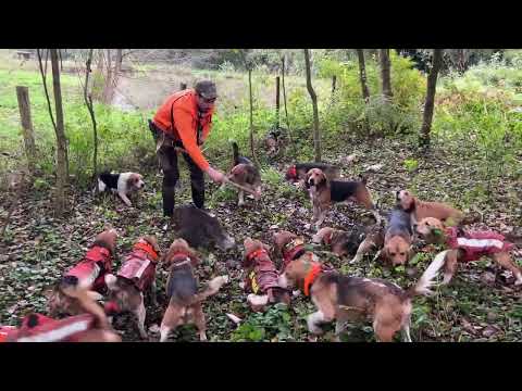Видео: Охота на кабана: страсть! В самом сердце охоты! 2025
