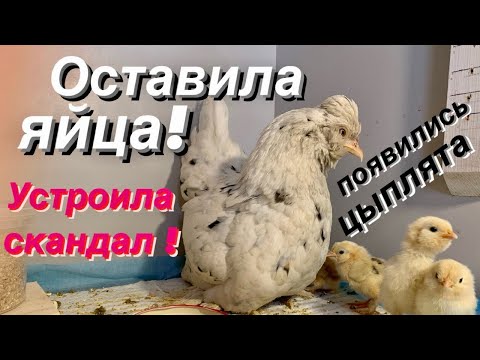 Видео: ДВЕ НАСЕДКИ В ОДНОЙ КЛЕТКЕ. Алтайская Бентамка! КУРЯТНИК «ЛЮКС»!! ПТЕНЦЫ !!!