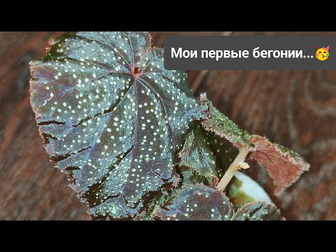 Видео: Распаковка двух посылок... мои первые бегонии 😍