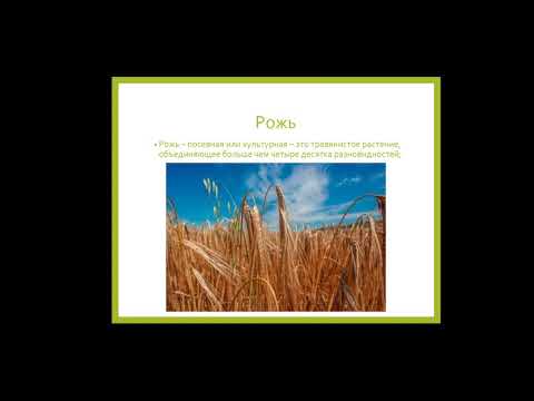 Видео: Лекция_ Семейство Злаковые Poaceae