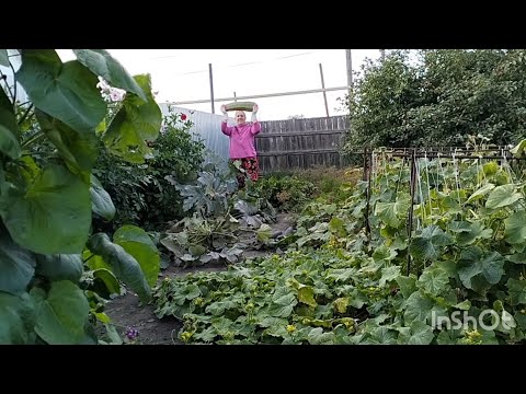 Видео: Семья из Казахстана.Огородные дела. Экскурсия по городу, от мужа.Ночной гость.Будни в деревне.