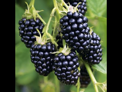 Видео: Варенье из ежевики. Маринкины творинки. Всем МИРА и Добра!