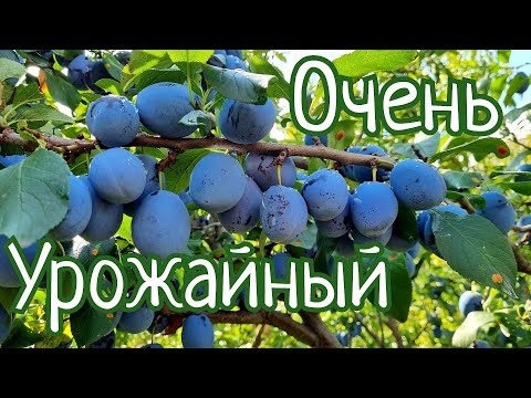 Видео: Слива Чачакская наилучшая / Слива Чачакская наиболие / Слива Чачакская Лепотика
