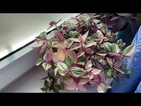 Видео: БУДНИ ЦВЕТОВОДА | ТРАДЕСКАНЦИЯ СОРТА | ВЕСЕННИЕ РАБОТЫ НА КУБАНИ |  Апрель 2022