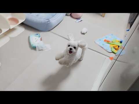 Видео: Щенок, который бежит, как только отравилось пищевое отравление