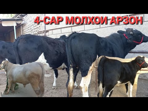 Видео: Букача ва гуночинхои Арзон ба фуруш баромад тамошо кунед