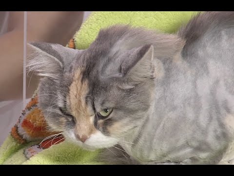 Видео: Test.tv: Все для животных. Все о груминге кошек