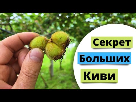 Видео: Делаем крупные плоды киви.