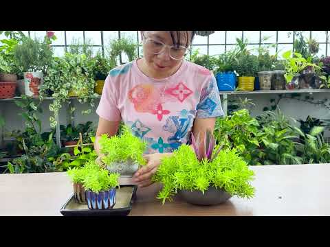 Видео: Как сохранить зелёный сад и превратить его в место отдыха