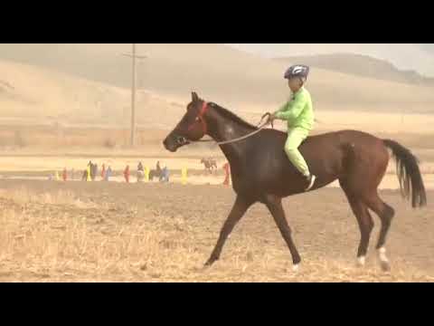 Видео: ҚАРАСАЙ БАТЫР ТОЙЫ БӘЙГЕ | ТОП БӘЙГЕ
