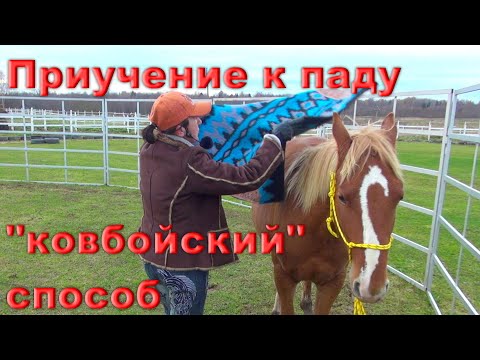 Видео: Приучение к паду лошади. "Ковбойский" способ, работа в бочке.