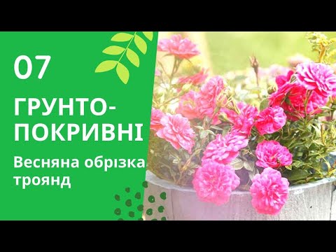 Видео: Весняна обрізка троянд. Грунтопокривні