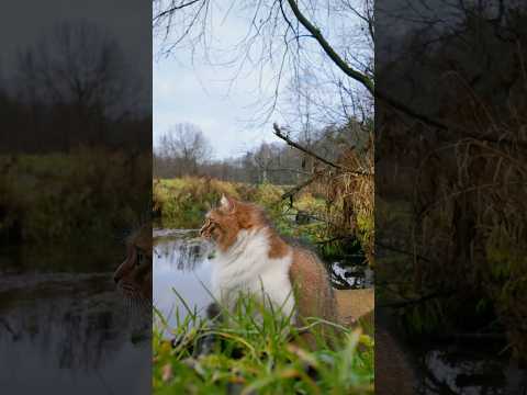 Видео: Прогулка у реки.🐯 Кот Плюх.